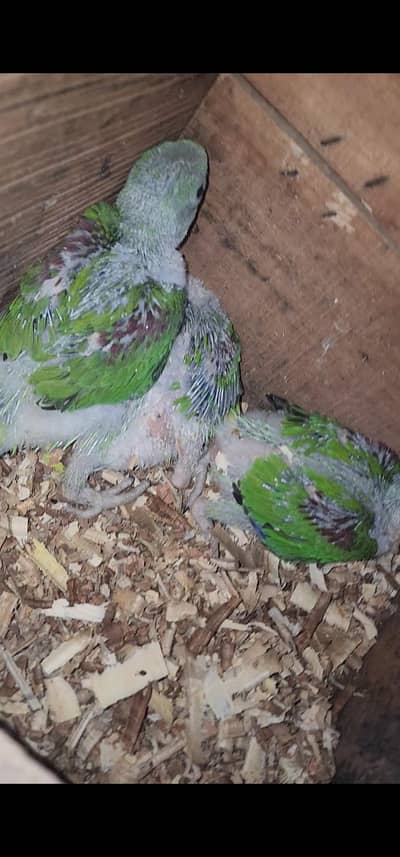kashmir raw parrot