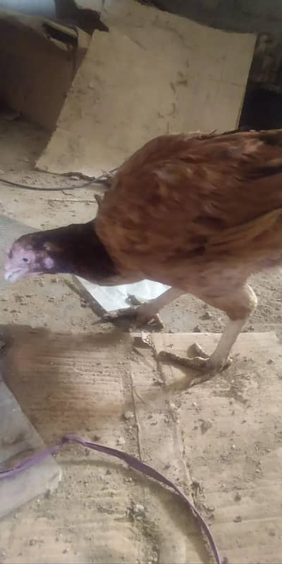 3 hen ek male 03422393714