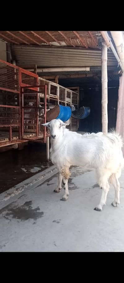 Bakra, white tedda Bakra, big bakra, male tedda bakra