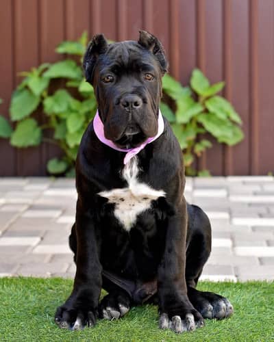 Cane Corso Puppy | cane corso Dog | Puppies | Imported Breed