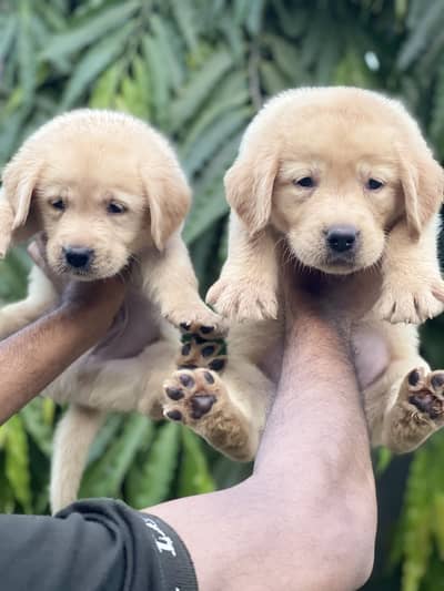 Labrador puppies av