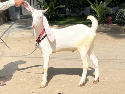 2 dant bakra or dumba
