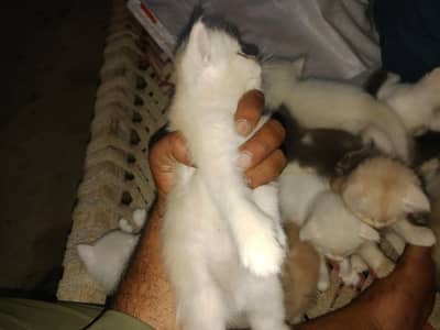 Persian male female total 10 hy 5000 par pice