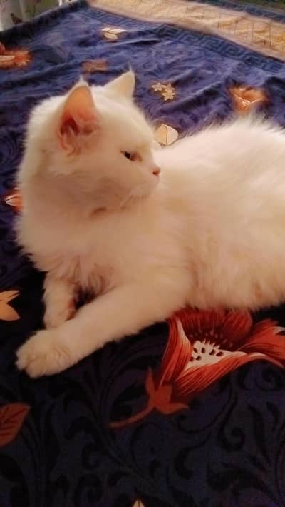 Healthy Persian Cat