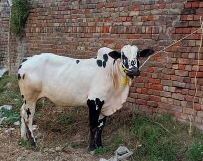 2 bulls for sale
