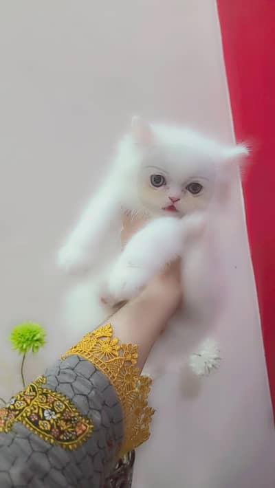 persian Kitten / Pure punch Face Kitten