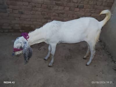 Qurbani k Bakery
