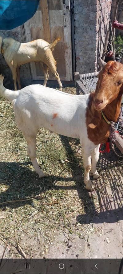 4 goats available for sale
