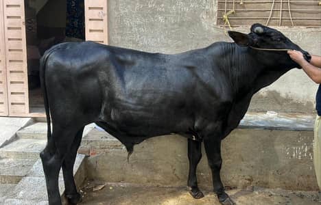 For Qurbani