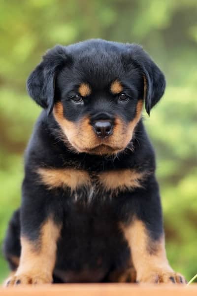 Rottweiler puppies | Dog Puppy | Punch Face Puppy for sale