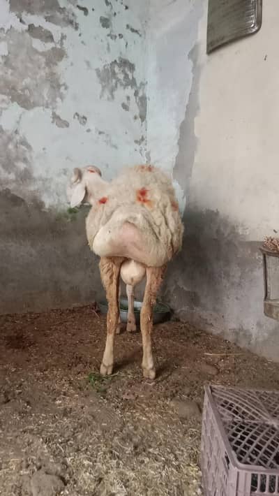Dumba For Sale