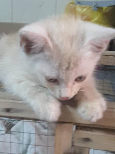 Persian cat