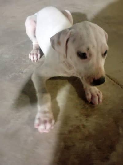 pure pitbull