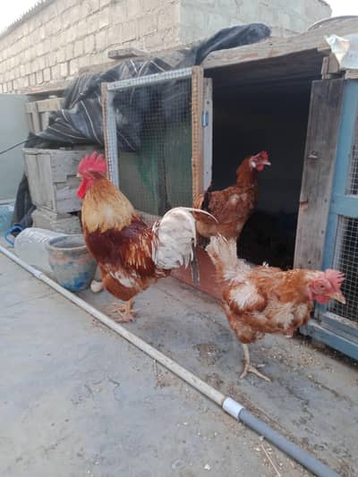 Healthy and Active Hens n Roster