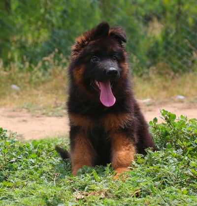 German shepherd | gsd | Puppy | Shepherd Dog | Puppies | Long Coat