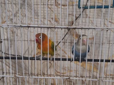 Lovebird