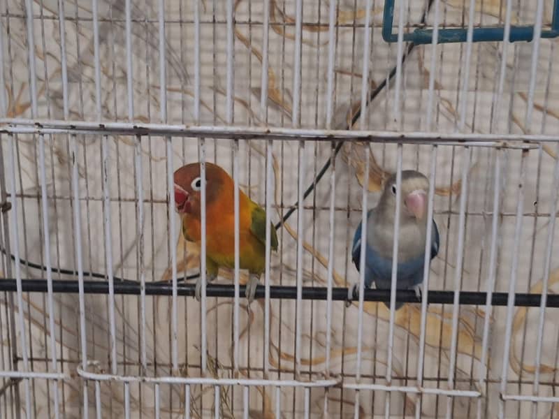 Lovebird 0