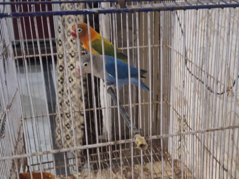 Lovebird 1