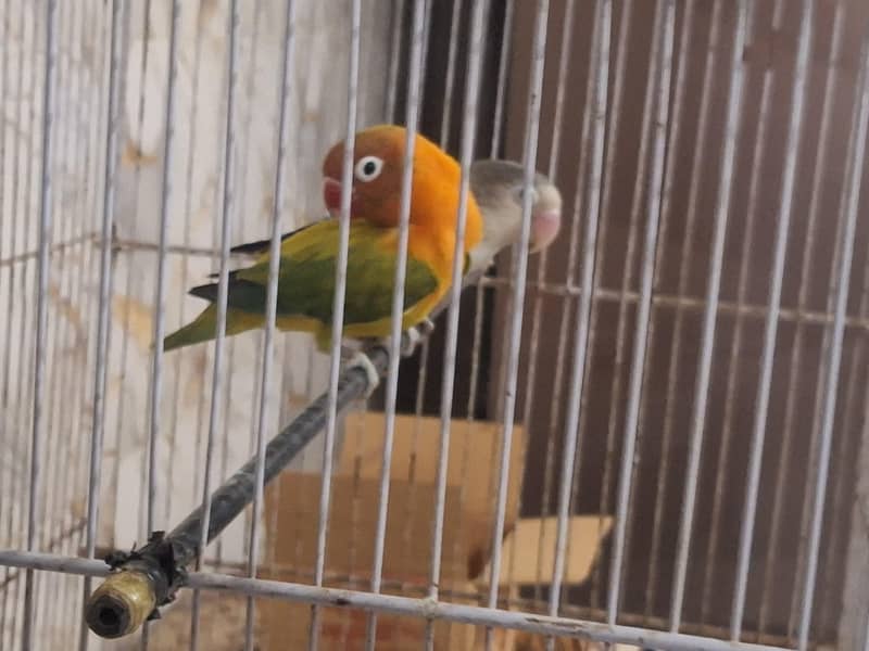 Lovebird 2