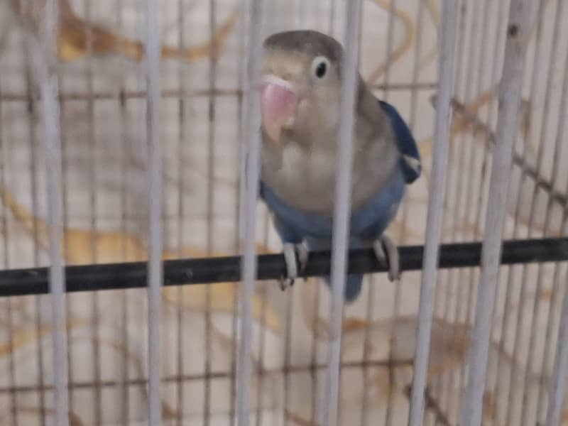 Lovebird 3