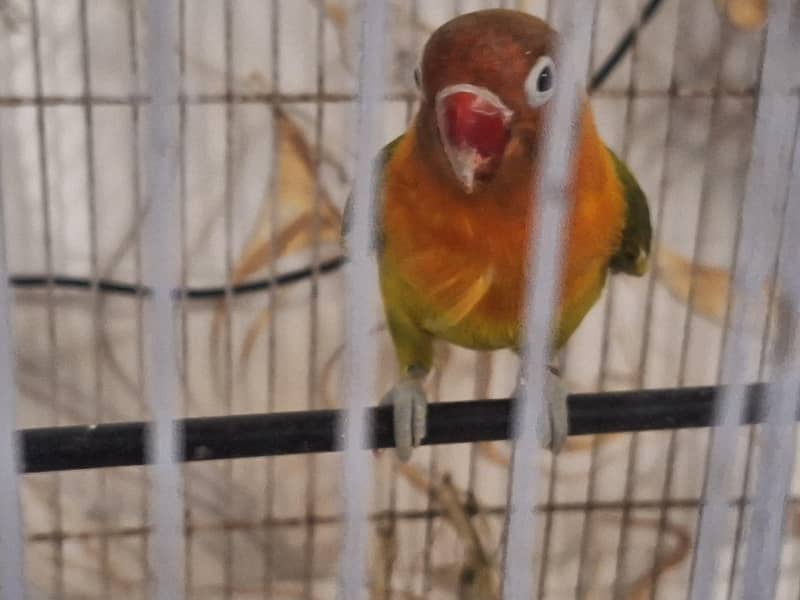Lovebird 4