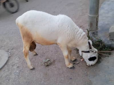 4 teeth dumba for sale