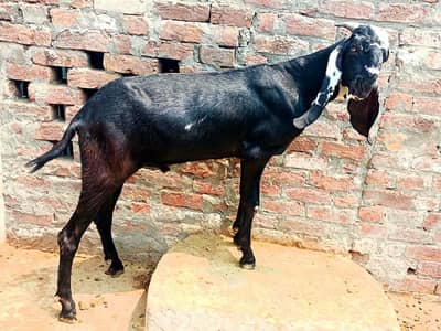 Desi Donda Bakra| khasi Bakra| Desi Bakra