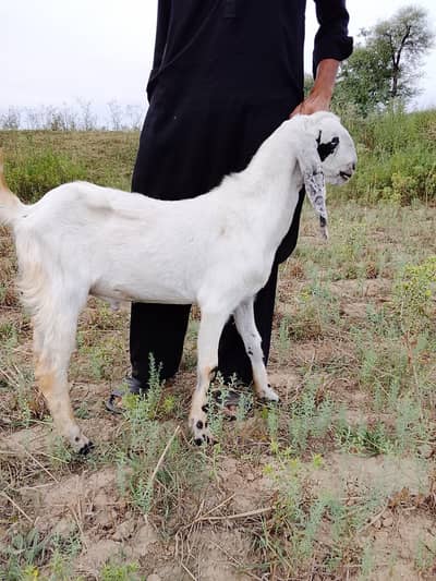 bakra for sale