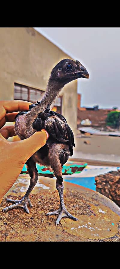 black dragon chicks