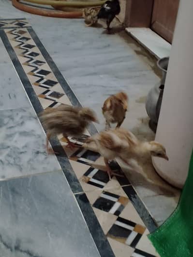 pure miyan wali chicks