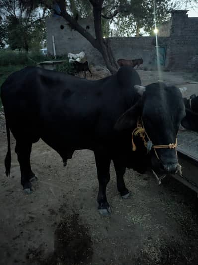 for sale