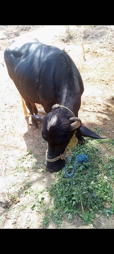 Qurabani ki Buffalo/ Jotti/  Katti/