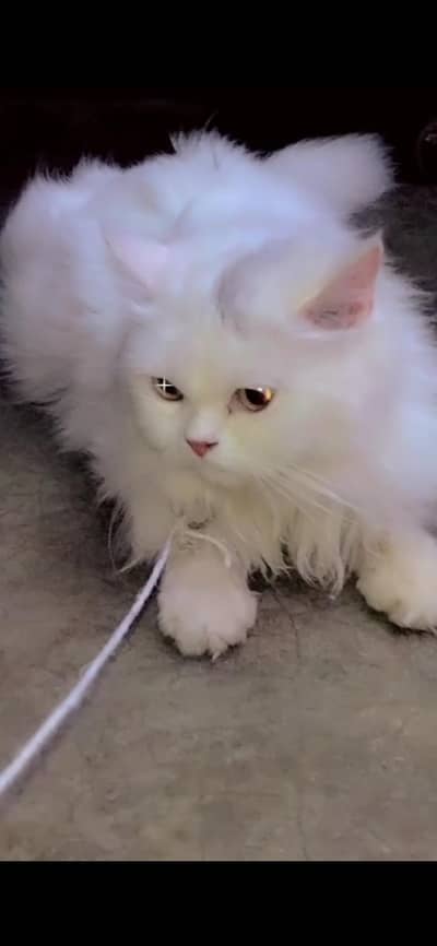 percian cat Pure white