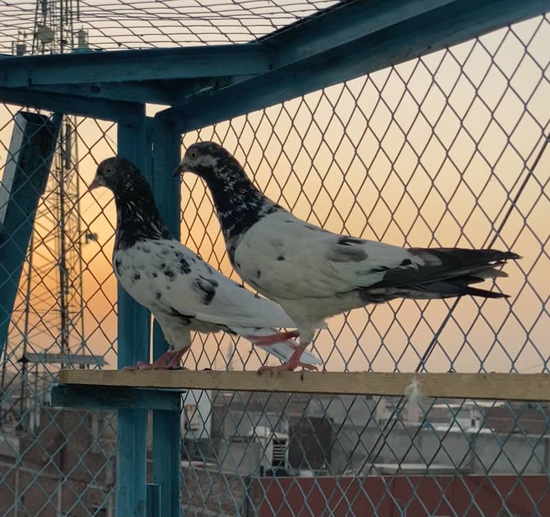 Pair Pigan 3