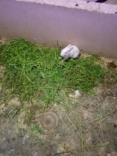 RABBIT FOR SALE + 1 LONG HAIR ANGOORA MALE RABBIT