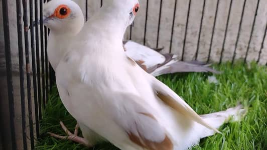 Diamond pied Dove Breeder pair's