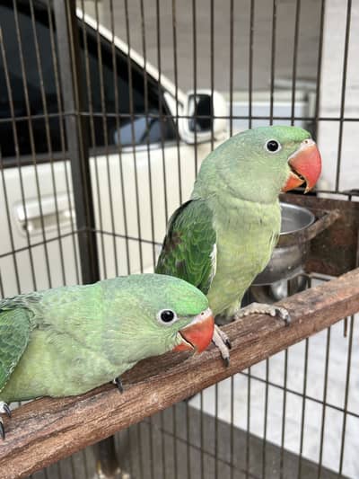 Raw parrot baby for sale
