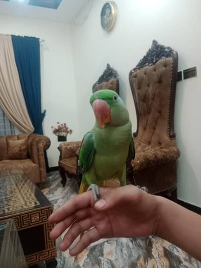 raw parrot zero bite talking