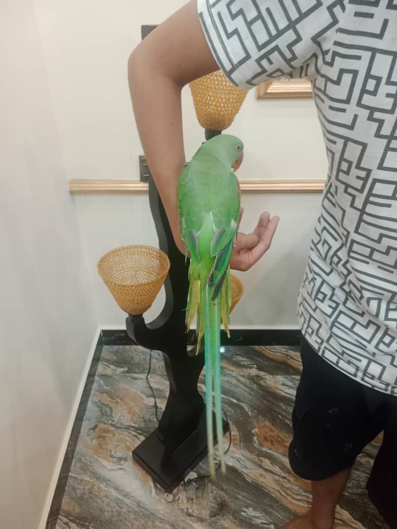 raw parrot zero bite talking 03275487507 1