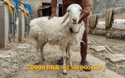 Dumba Male and female For Qurbani
