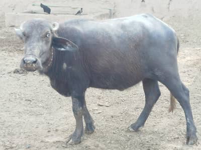 Baffalo