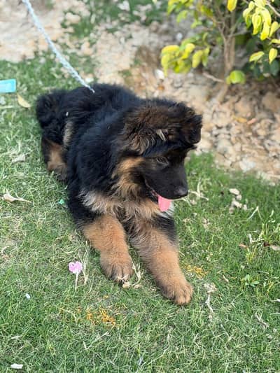 German shepherd 3 months old