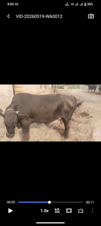 bachra for sale