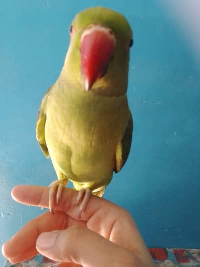 handtame ringneck parrot