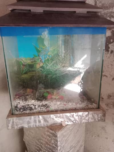 Fish Aquarium