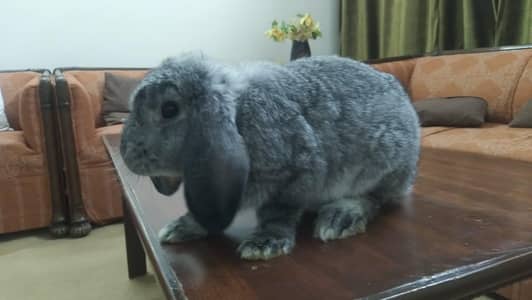 Holland Lop