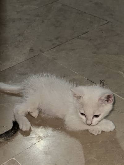 Persian kitten on sale