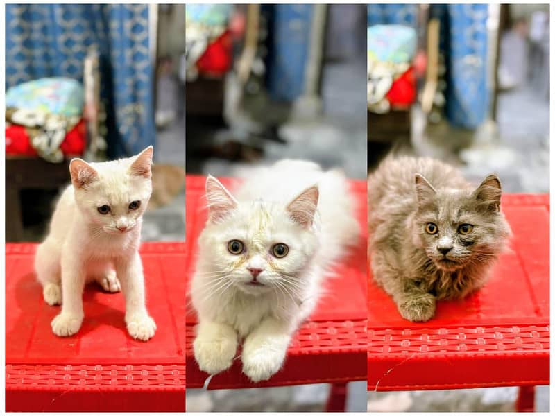 kittens 0