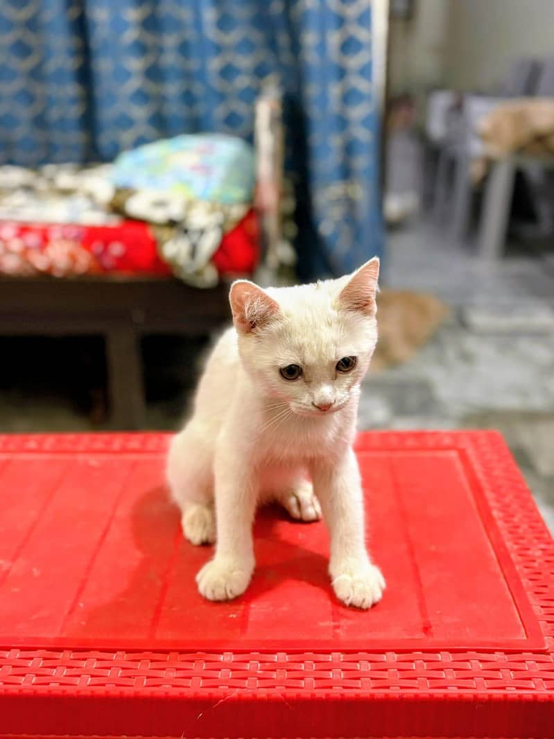kittens 1