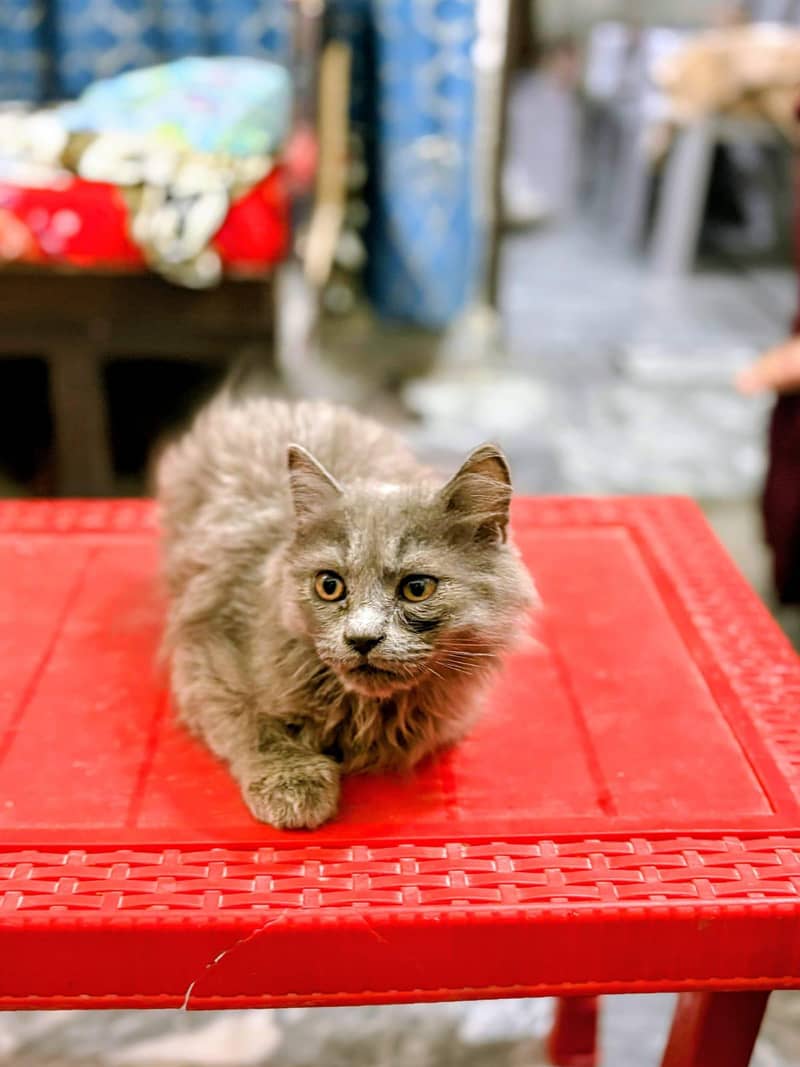 kittens 2